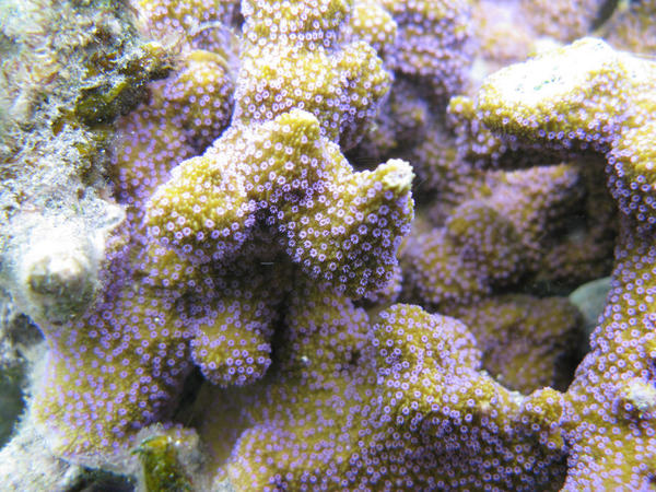 Corail