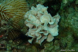 Corail 