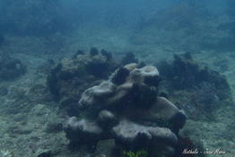 Corail