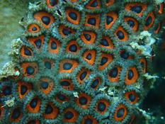 Corail ? 