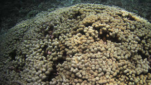 Corail