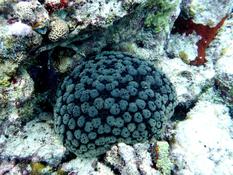 Corail