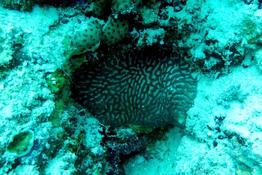 Corail ?