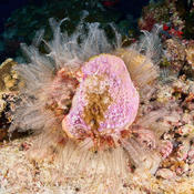 Corail?