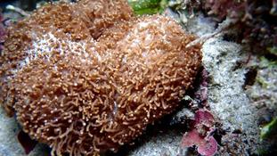 Corail ?