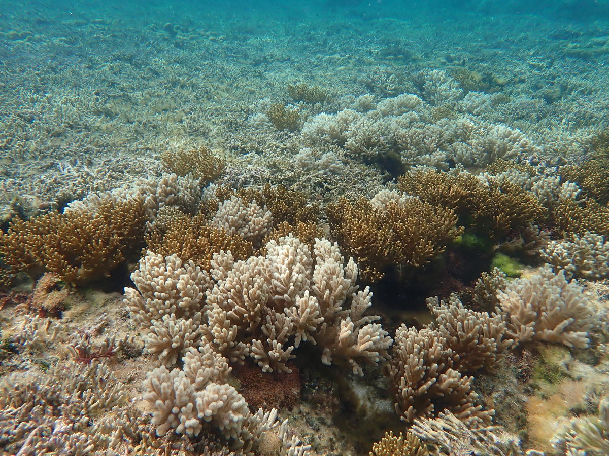 Corail