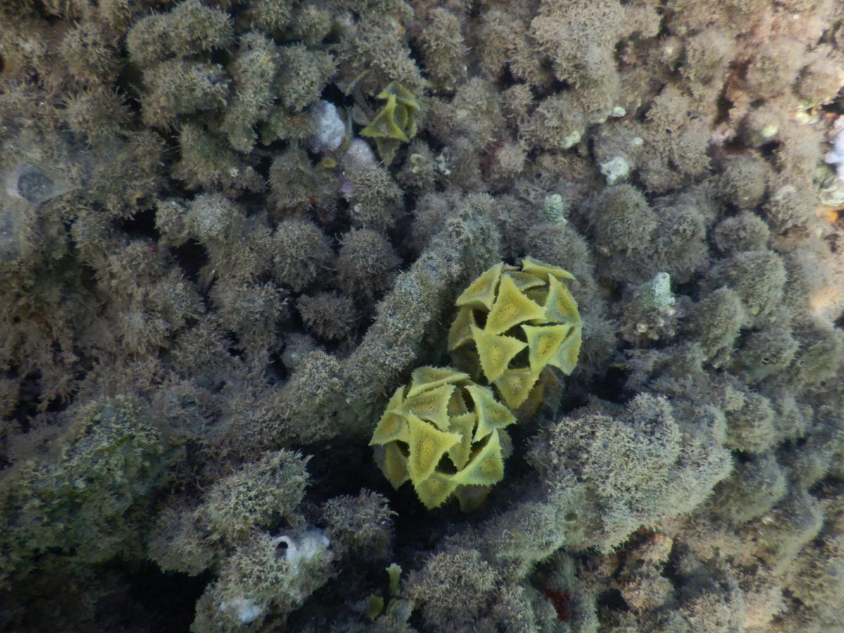 corail