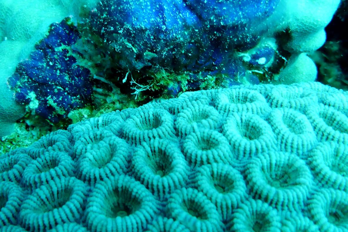 Corail