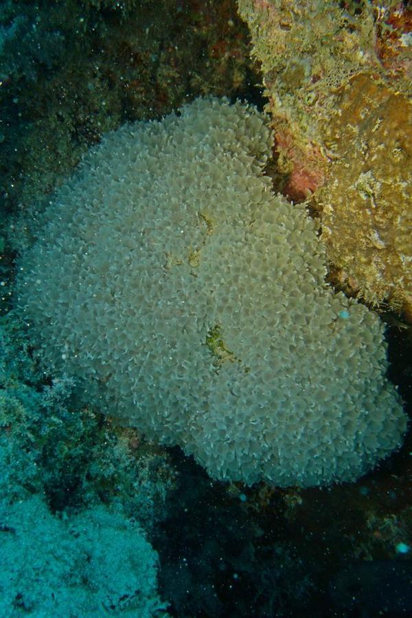 Corail à bulles ?