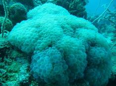 corail à bulles