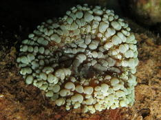 Corail à identifier