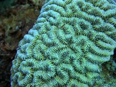 corail à identifier