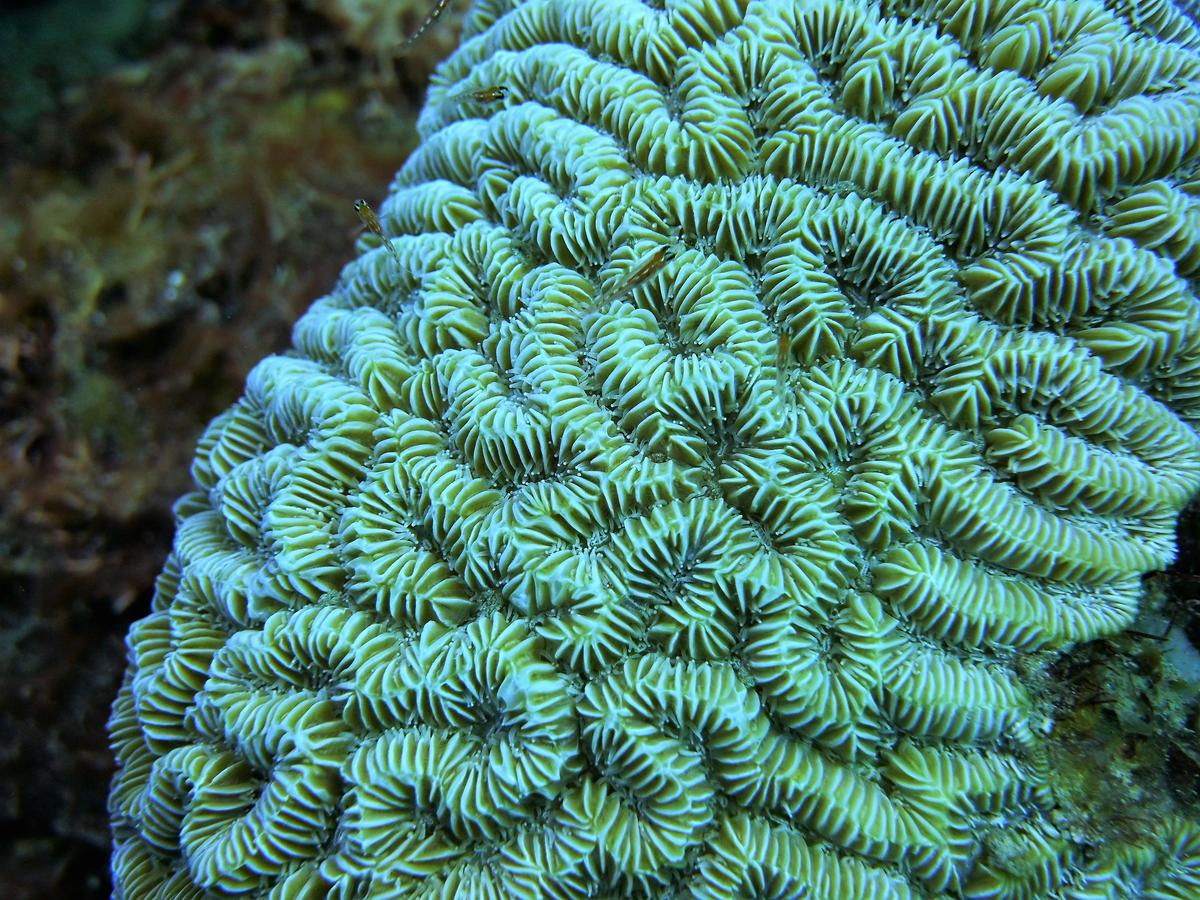 corail à identifier