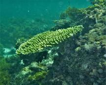 Corail à identifier