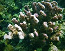 Corail à identifier