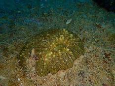 Corail à identifier