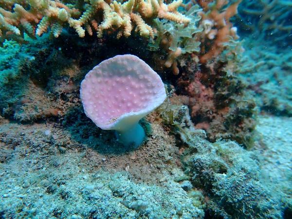 corail à identifier