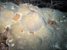 Corail à Mayotte