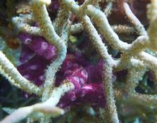 Corail-aiguille et en violet ?