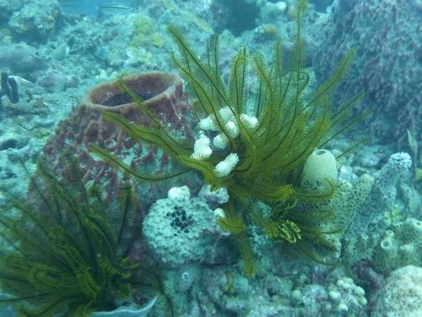 Corail blanc