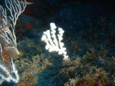 corail blanc?