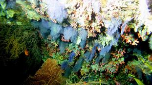 Corail bleu