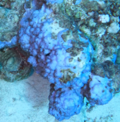 Corail blue?