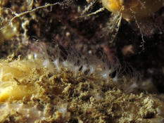 Corail brique ?