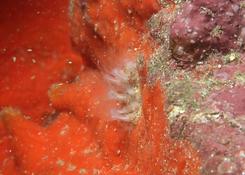 Corail brique ?