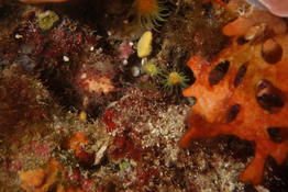Corail brique ?