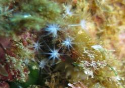 Corail brique ?