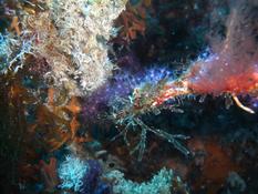 Corail brique ?
