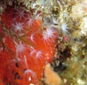 Corail brique aussi ?