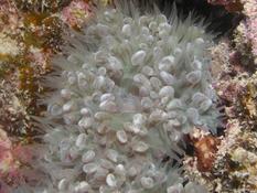 Corail bulle ?