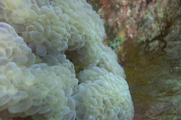 Corail Bulle