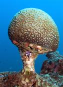 Corail-cerveau curieux