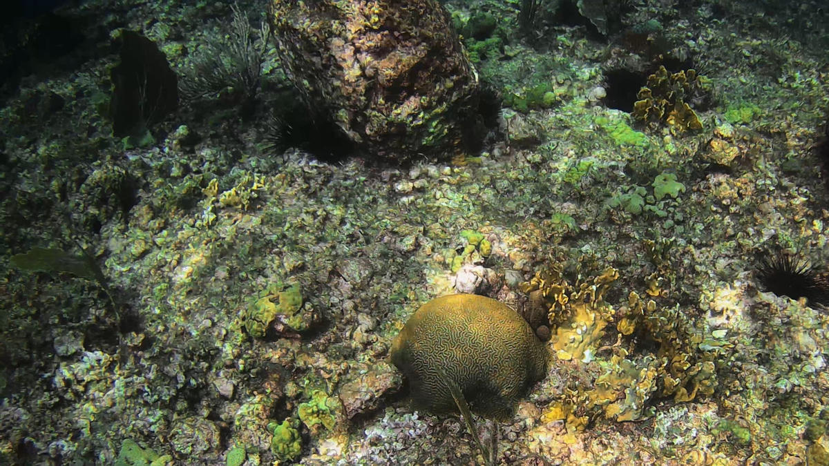 Corail cerveau - Guadeloupe