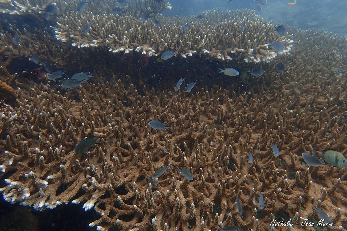 Corail Cervicornis