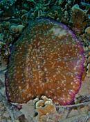 Corail-champignon