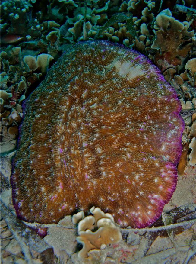 Corail-champignon