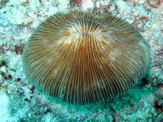 Corail champignon 3