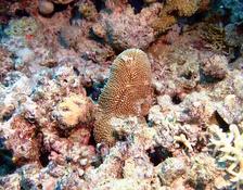 Corail champignon ?