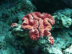Corail champignon allongé ?