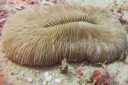 Corail Champignon des Paumotou