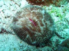 Corail champignon