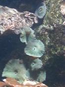Corail champignon ?