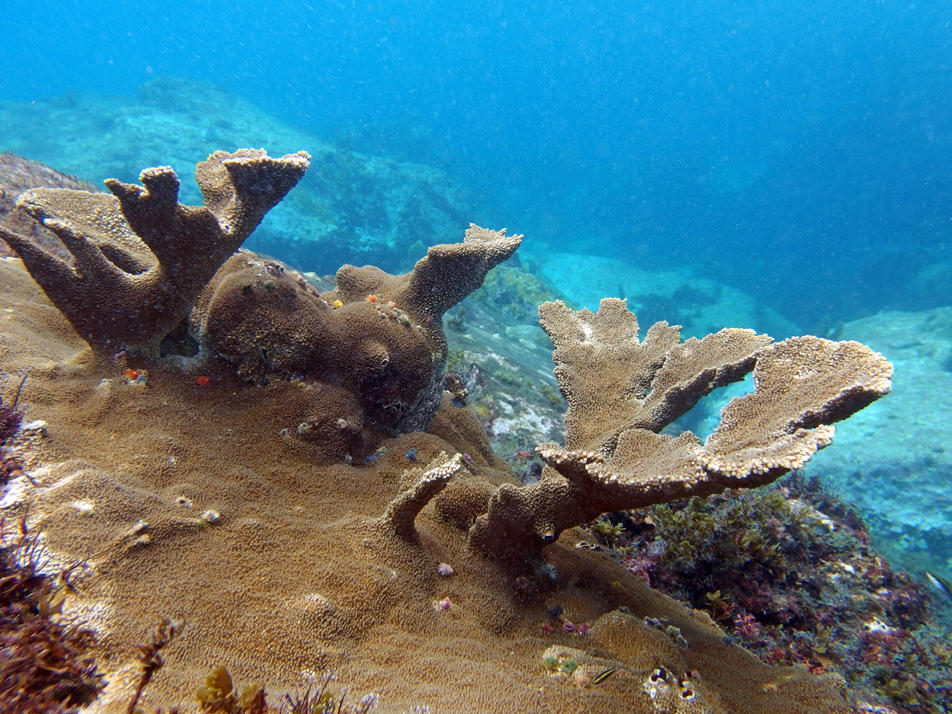 Corail corne d'élan ?