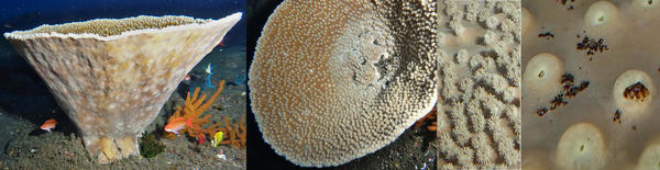 Corail-coupe Duncanopsammia peltata ?