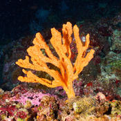 Corail de feu?