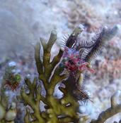 Corail de feu, Ophiure et?